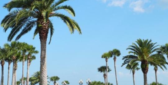 Flagler Palm Coast