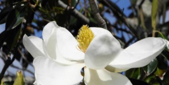 Islands Of South Carolina Magnolia 