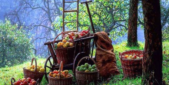 North Carolina Apple Festival Hendersonville