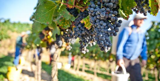 Big Canoe GA Wine Festivals Blue Ridge Mountains