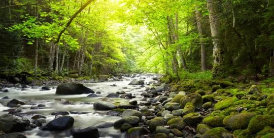 Great Smoky Mountains Park Hiking Trails
