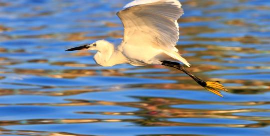 Hilton Head Lakes SC Wildlife