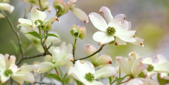 Dogwood