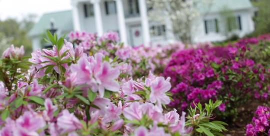 North Carolina Azalea Festival