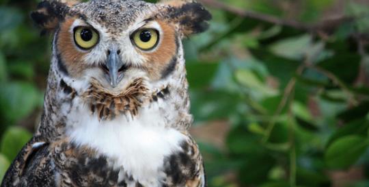 Palm Coast Florida Parks Wildlife