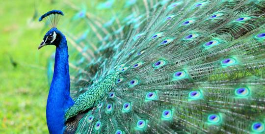 Peacock