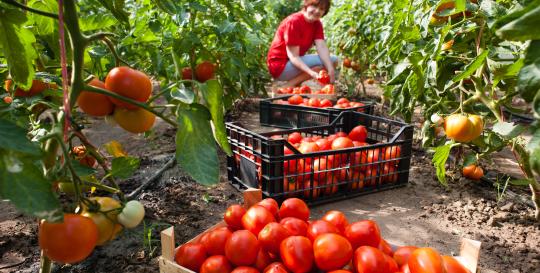 Reynolds Plantation Community Garden