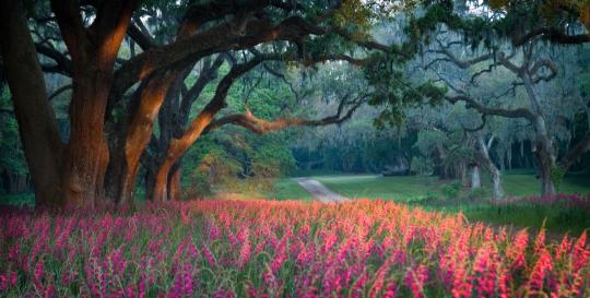 Spring Island South Carolina
