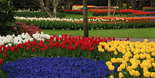 Flower Festival Asheville NC
