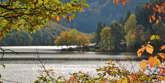 Fall Foliage 