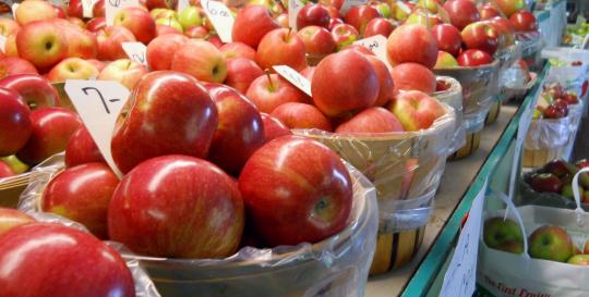 Apple Harvest