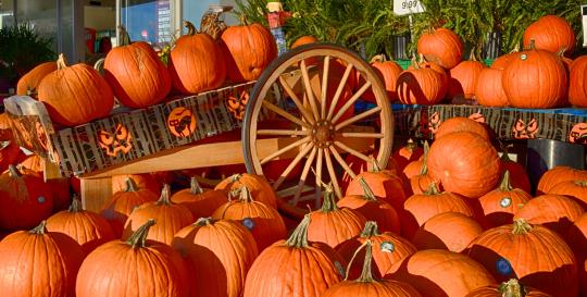 Toccoa Harvest Festival