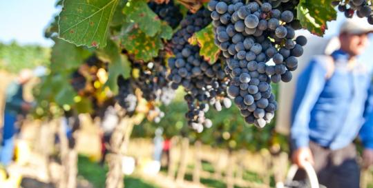 Dahlonega Georgia Wineries