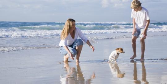 Res Beach Dog