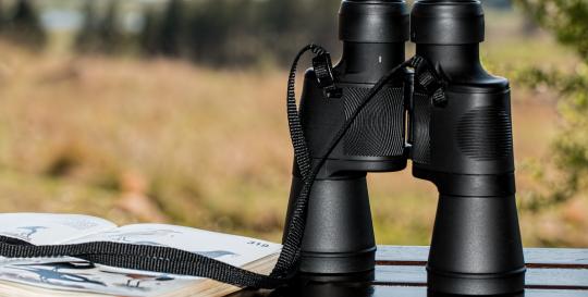 bird watching in Florida
