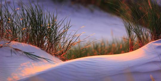 Masonboro Island