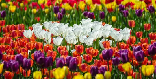 Beautiful American Gardens
