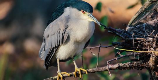 Birdlife in coastal North Carolina