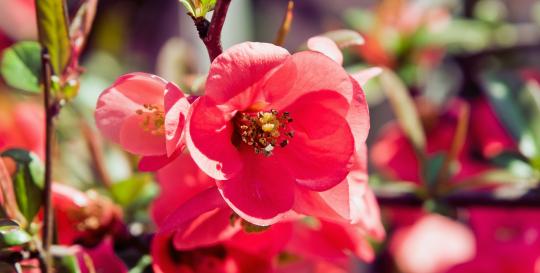Spring Flowers in the Appalachian Mountains