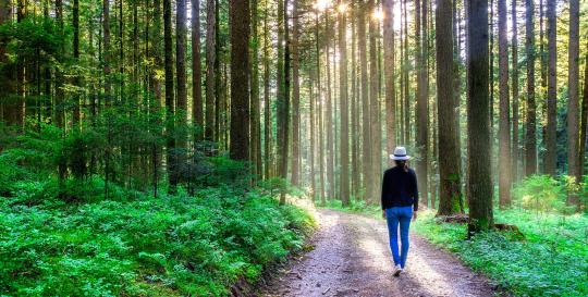 Forest bathing in Asheville