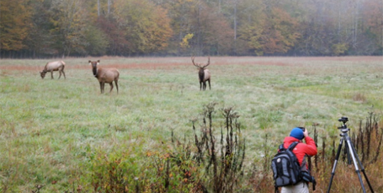 Elk on the Blue Ridge Parkway