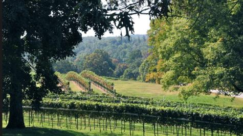 Montaluce Vineyard Margie Casey File